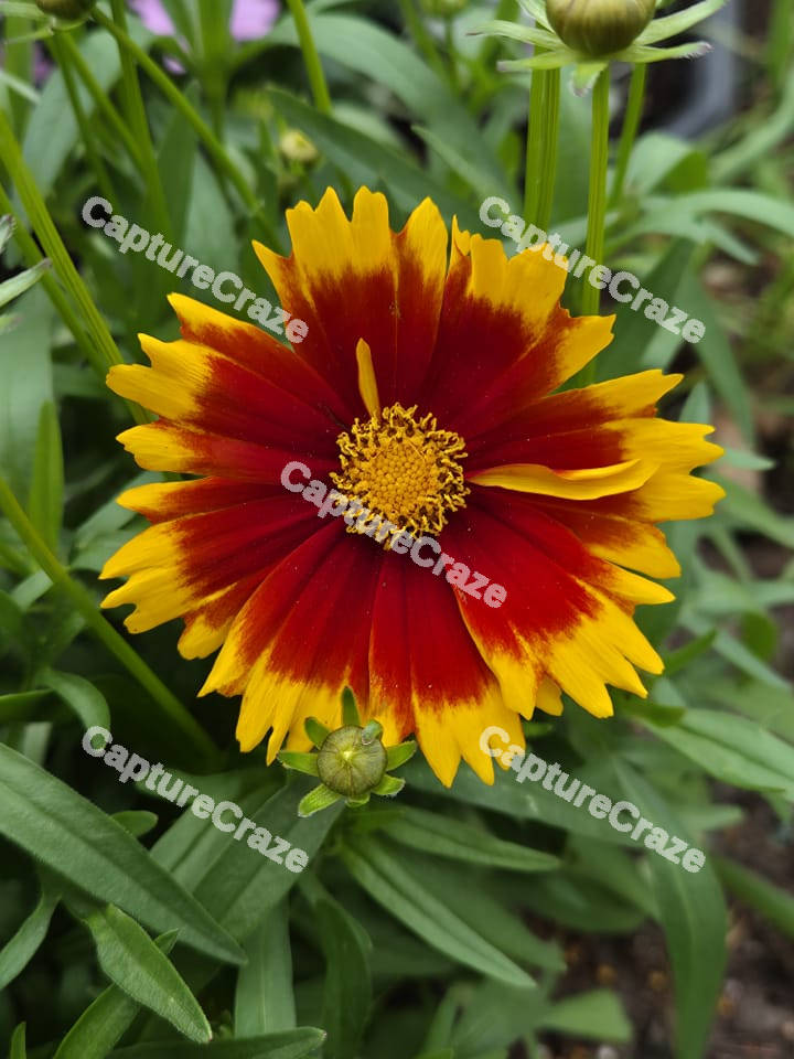 Plains Coreopsis Flower